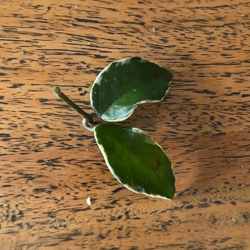 Photo of the plant species Wax Plant by @SnazzyBuroak named Hoya Purple Pride on Greg, the plant care app
