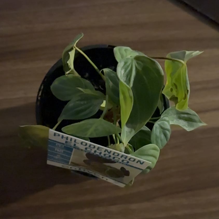 Photo of the plant species Philodendron 'El Choco' by @SnazzyBuroak named El Choco Philodendron on Greg, the plant care app