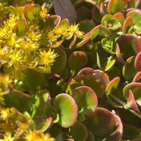 Photo of the plant species Tree Stonecrop by @ZealouslyChia55 named Navajo on Greg, the plant care app