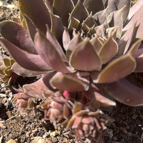 Photo of the plant species San Gabriel River Dudleya by @ZealouslyChia55 named Emerson on Greg, the plant care app