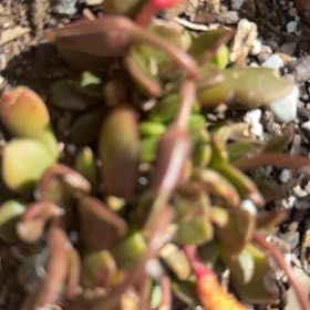 Photo of the plant species Small Red Carpet by @ZealouslyChia55 named Rihanna on Greg, the plant care app