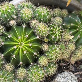Photo of the plant species Argentine Giant by @ZealouslyChia55 named Bella on Greg, the plant care app