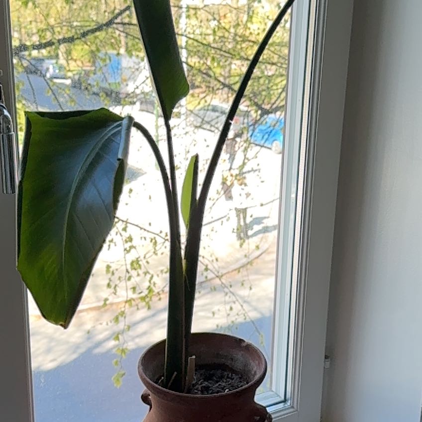 Photo of the plant species Bird of Paradise by @TryCocoplum52 named Bird of paradise on Greg, the plant care app