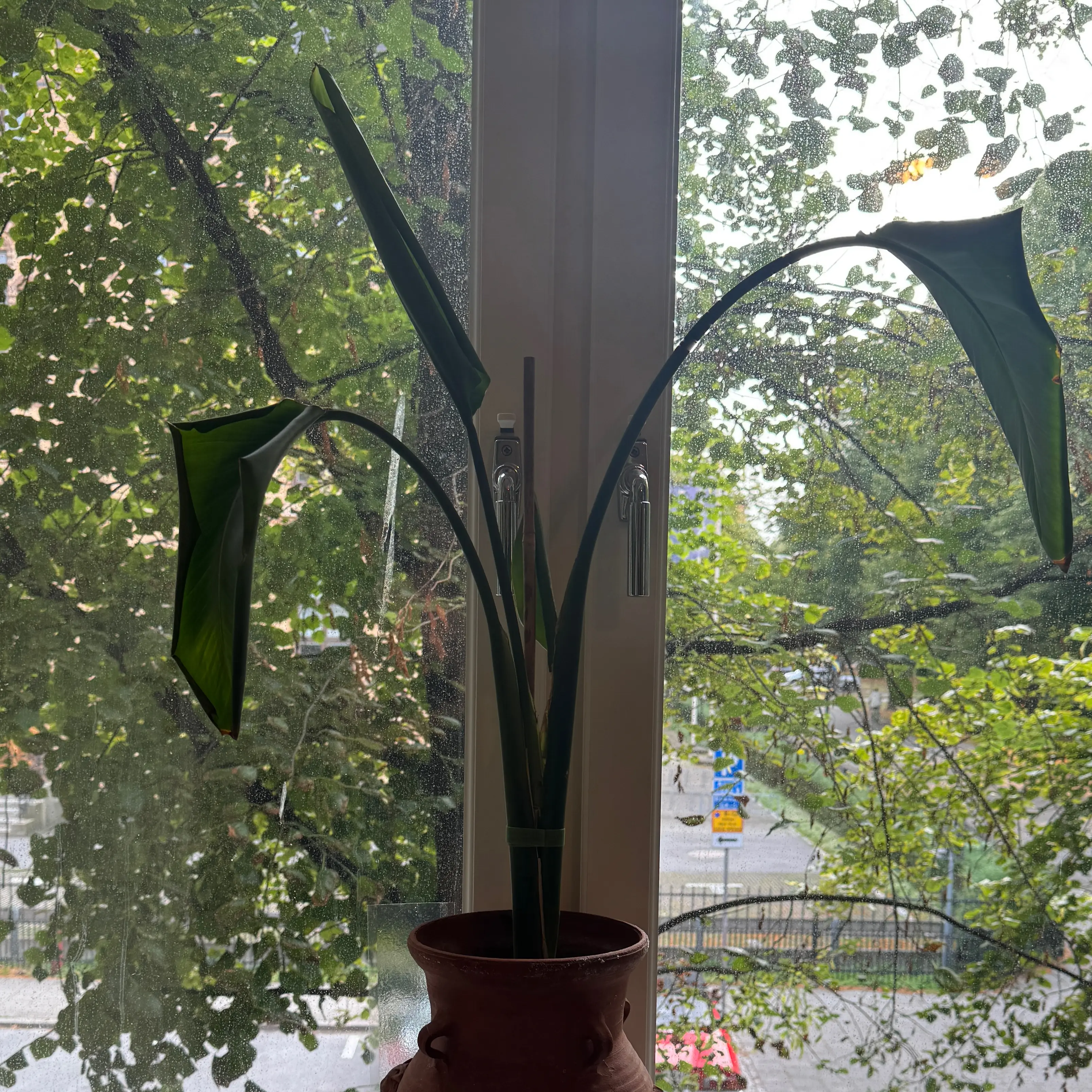 Photo of the plant species Bird of Paradise by @TryCocoplum52 named Bird of paradise on Greg, the plant care app