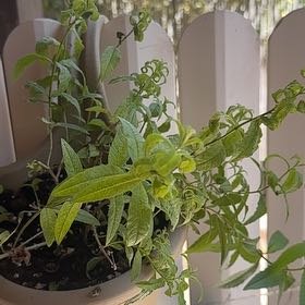 Photo of the plant species lemon verbena by @MaestroBeebalm5 named Kesha on Greg, the plant care app