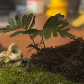 Photo of the plant species Resurrection Fern by @CutePlanera90 named Nithin on Greg, the plant care app