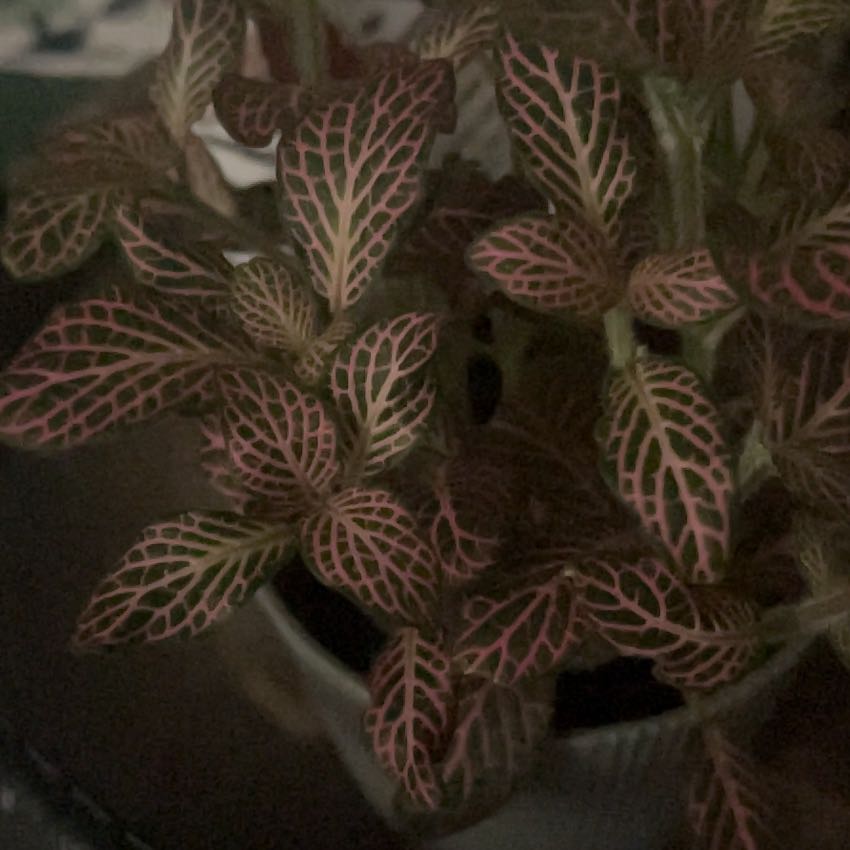 Photo of the plant species Pink Angel by @CaringPlanty63 named Zion on Greg, the plant care app