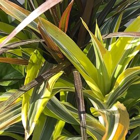 Photo of the plant species Mountain Flax by @SalubriousRimu6 named Plato on Greg, the plant care app