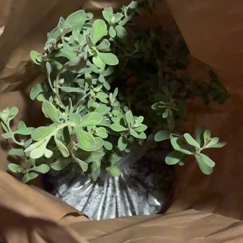 Photo of the plant species Purple Sage by @CleanPandan31 named Lebron on Greg, the plant care app