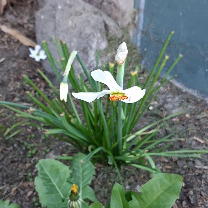 Photo of the plant species Poet's Narcissus by @WillMakole93 named Corner right porch on Greg, the plant care app