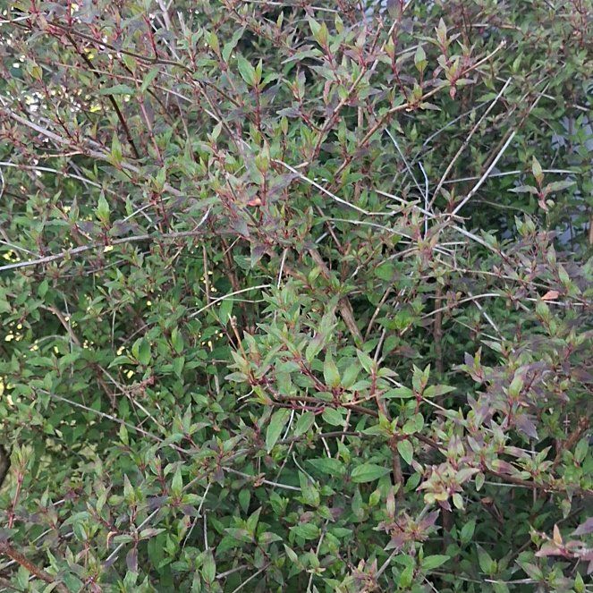 Photo of the plant species California Buckthorn by @WillMakole93 named Outside isaiahs window on Greg, the plant care app