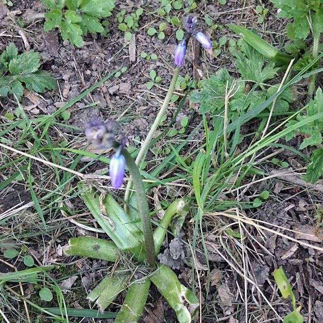 Photo of the plant species Common Bluebell by @WillMakole93 named Next to porch right side on Greg, the plant care app