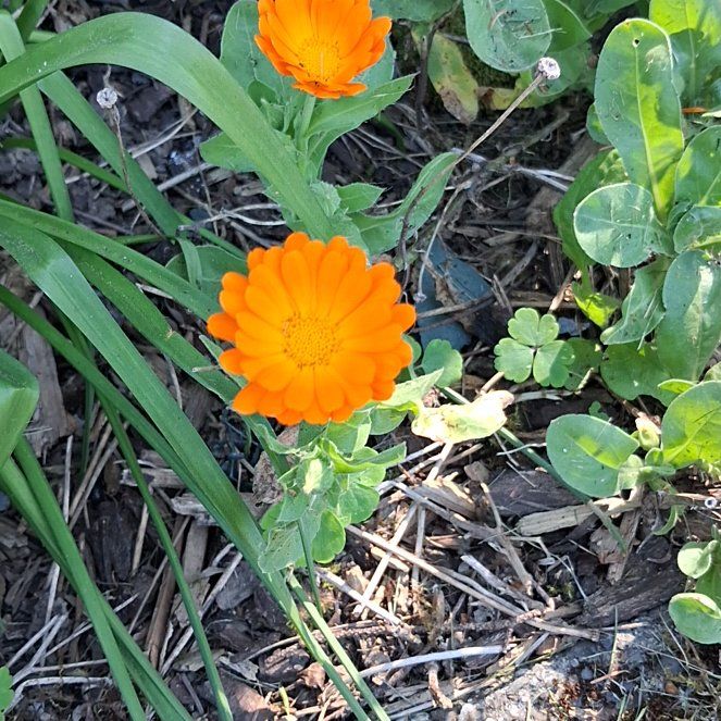Photo of the plant species Marigold by @WillMakole93 named Left side of stairs on Greg, the plant care app