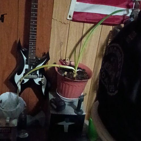 Photo of the plant species Red Lion Amaryllis by @MovingGray46 named Kelly (Gurt) (MoM) on Greg, the plant care app