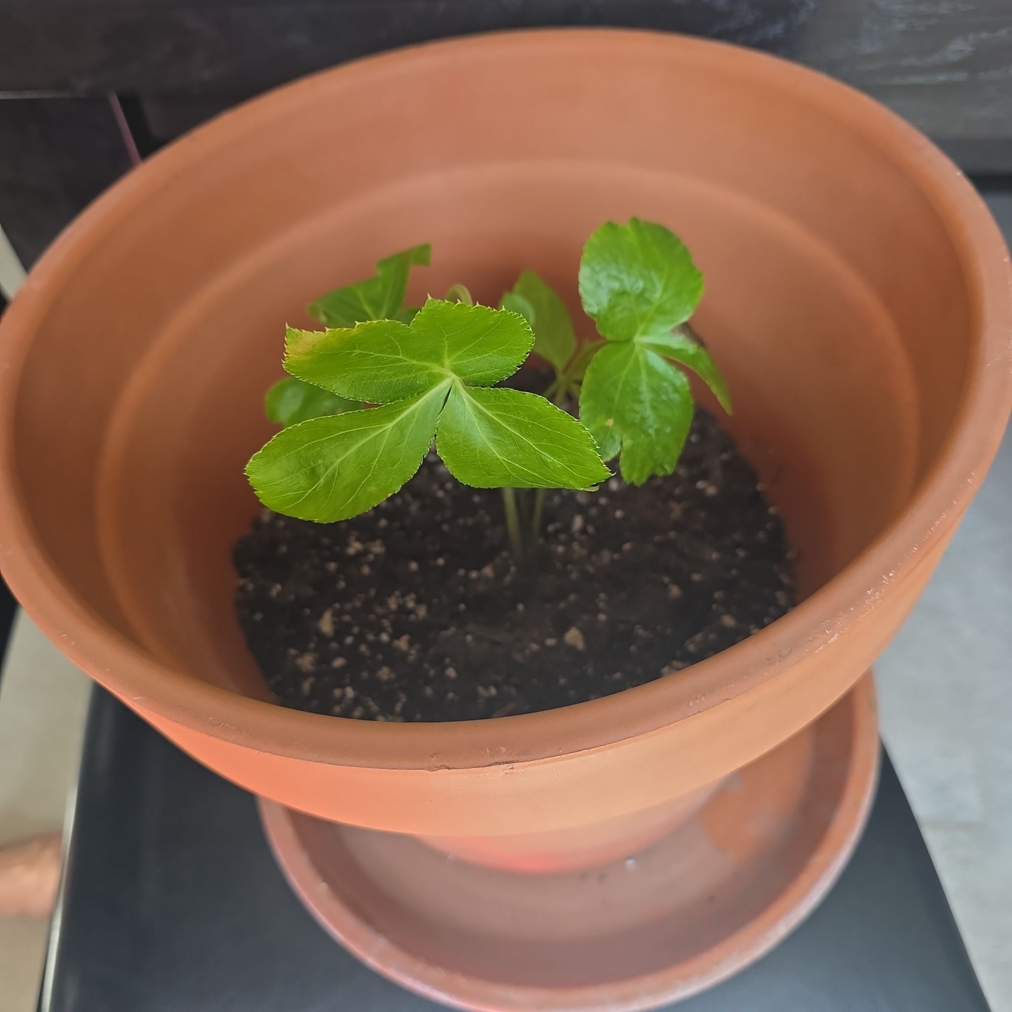 Photo of the plant species Ashitaba 'Tomorrow's Leaf' by @BonusSeastock41 named Sol on Greg, the plant care app