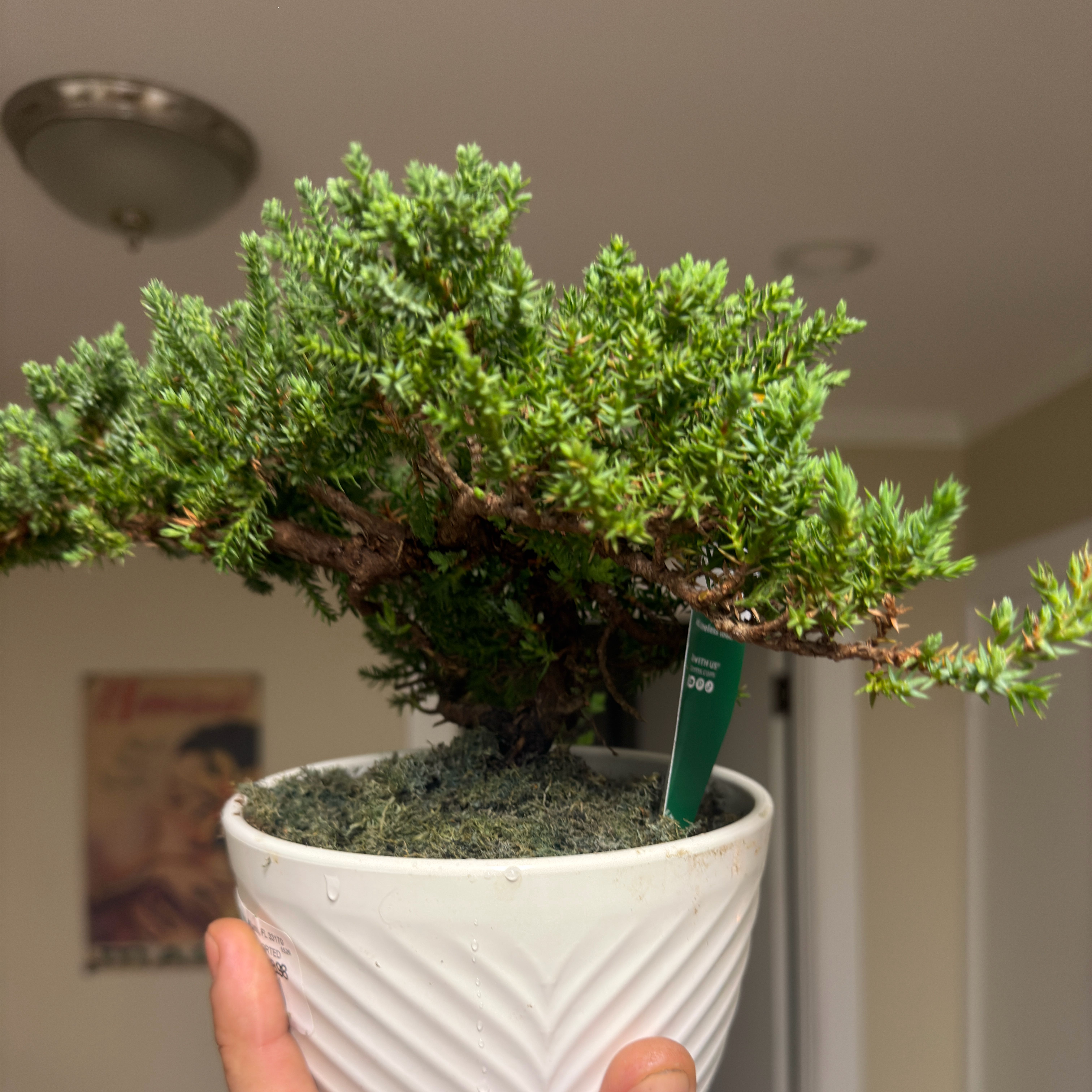 Photo of the plant species Juniperus Procumbens by @FestivePuka81 named Sir Plancelot on Greg, the plant care app