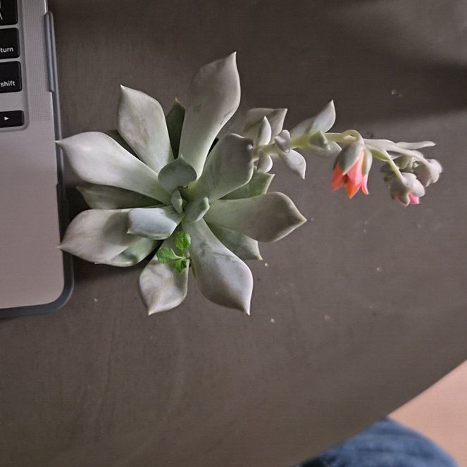Photo of the plant species Pachyphytum 'Margrit' by @SvelteKonjac4 named Margaret on Greg, the plant care app