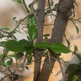Photo of the plant species Kaffir lime by @PetGuayule89 named Taylor Swift on Greg, the plant care app