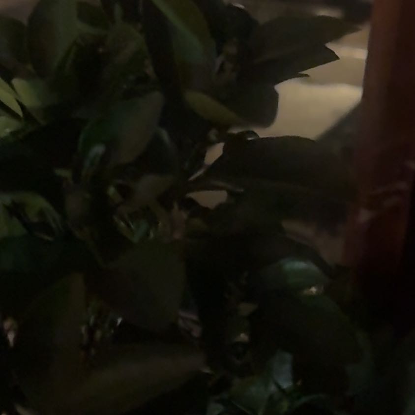Photo of the plant species Calamansi by @PetGuayule89 named Aria on Greg, the plant care app