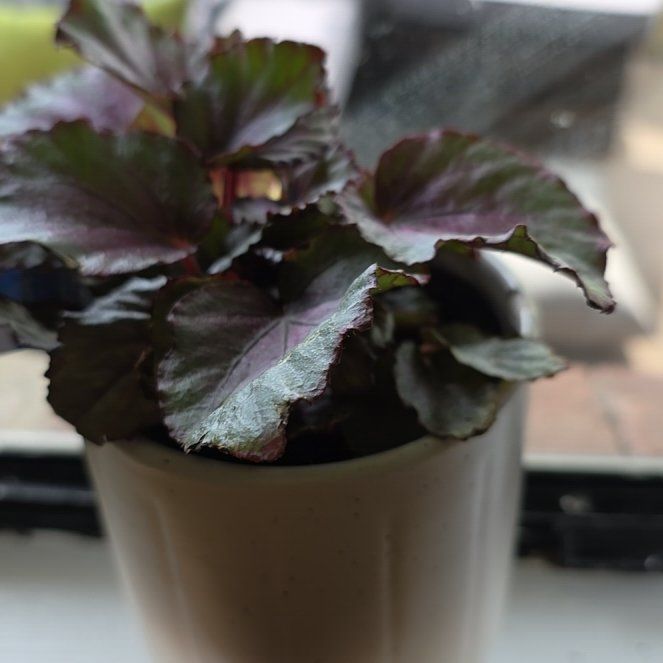 Photo of the plant species Tradescantia by @VastChisme87 named Hamilton on Greg, the plant care app