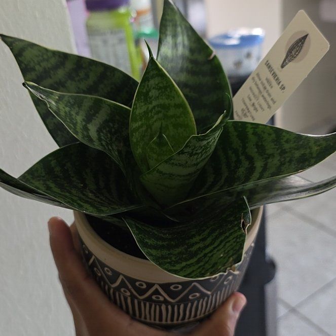 Photo of the plant species Sansevieria by @VastChisme87 named Peter Parker on Greg, the plant care app