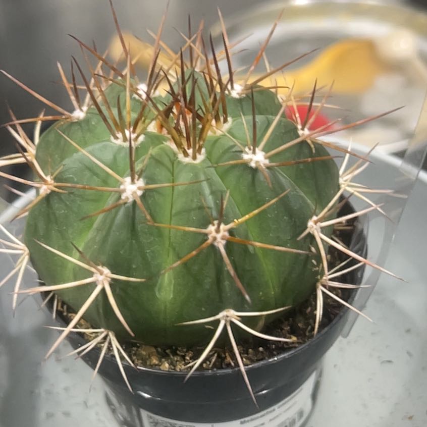 Photo of the plant species Melocactus conoideus by @StarHeartfern32 named Baesil on Greg, the plant care app