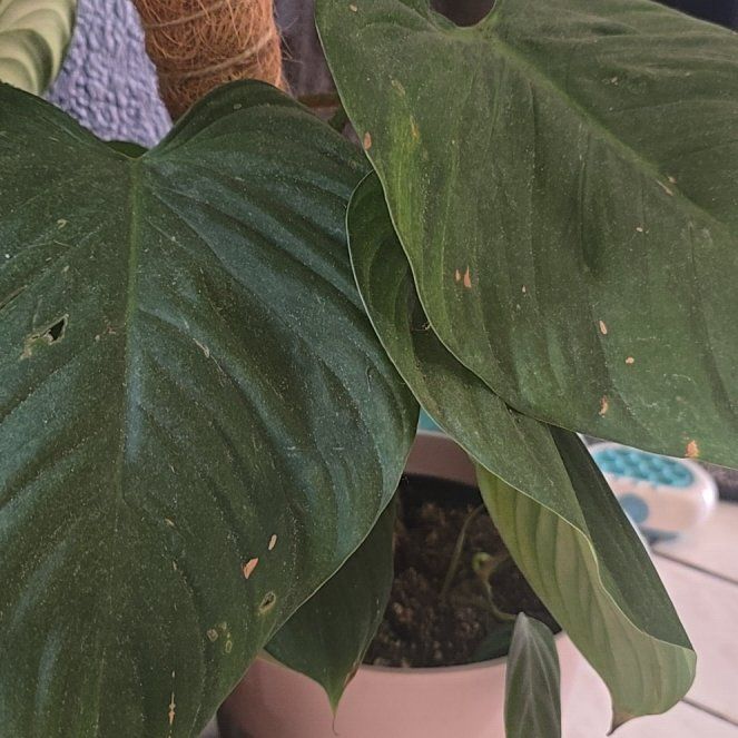 Photo of the plant species Philodendron Fuzzy Petiole by @LovablyCanna22 named Queen on Greg, the plant care app