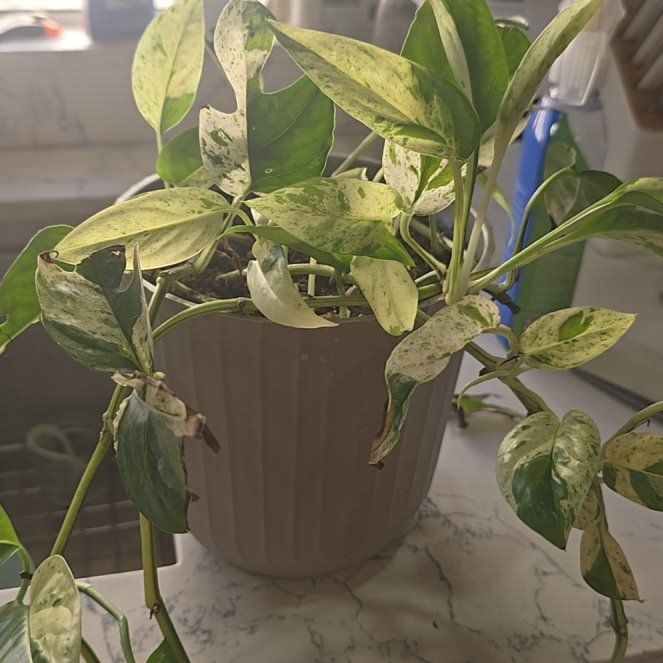 Photo of the plant species Marble Epipremnum Pinnatum by @LovablyCanna22 named Emerson on Greg, the plant care app
