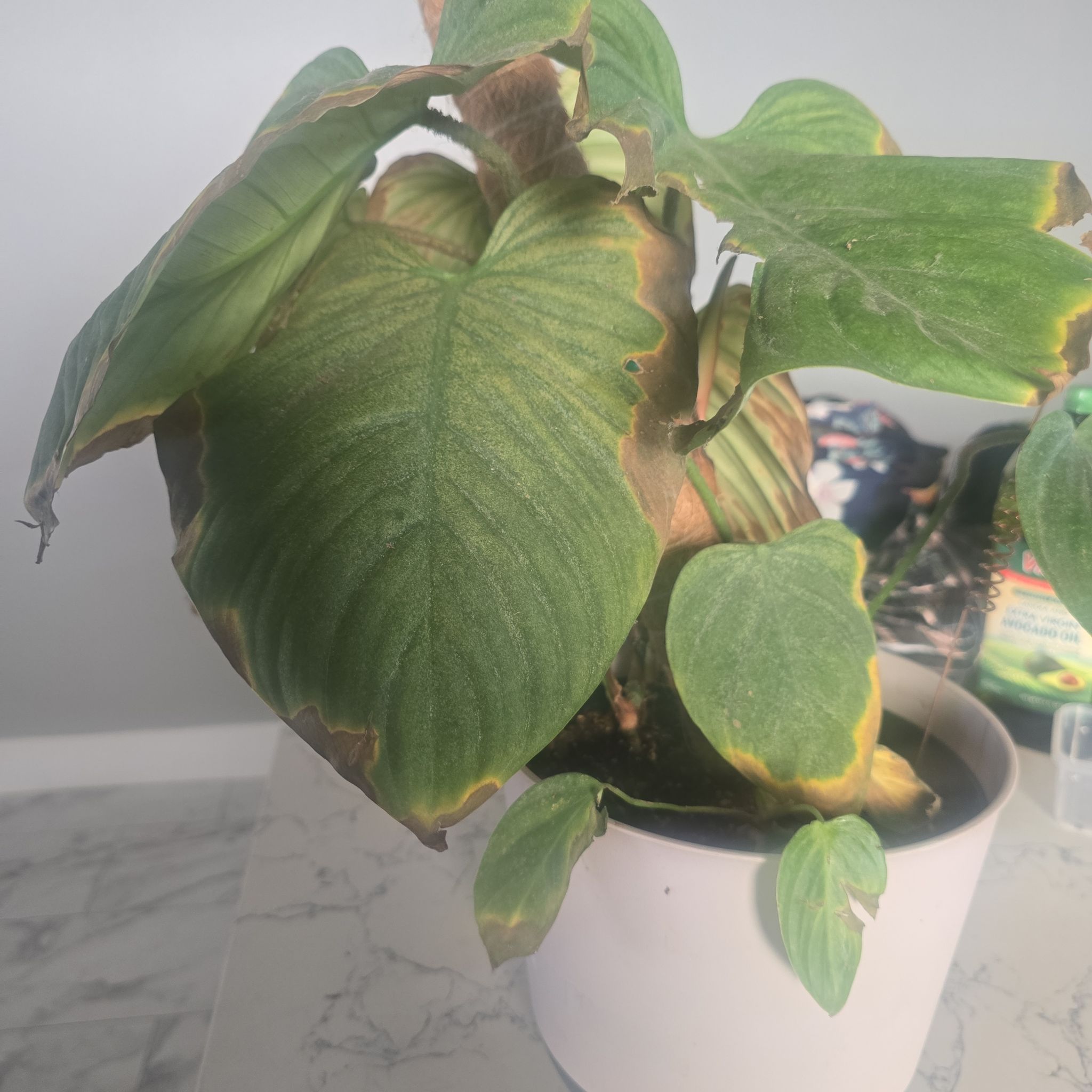 Photo of the plant species Philodendron Fuzzy Petiole by @LovablyCanna22 named Queen on Greg, the plant care app