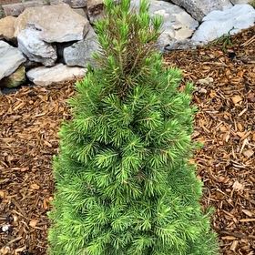 Photo of the plant species American Common Juniper by @TidyGuayule7 named Drake on Greg, the plant care app