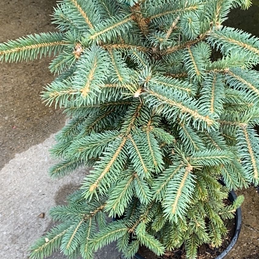 Photo of the plant species Blue Spruce by @TidyGuayule7 named Lola on Greg, the plant care app