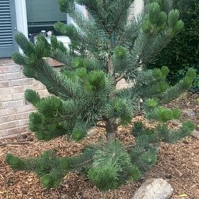Photo of the plant species Austrian Pine Oregon Green by @TidyGuayule7 named Sahara on Greg, the plant care app