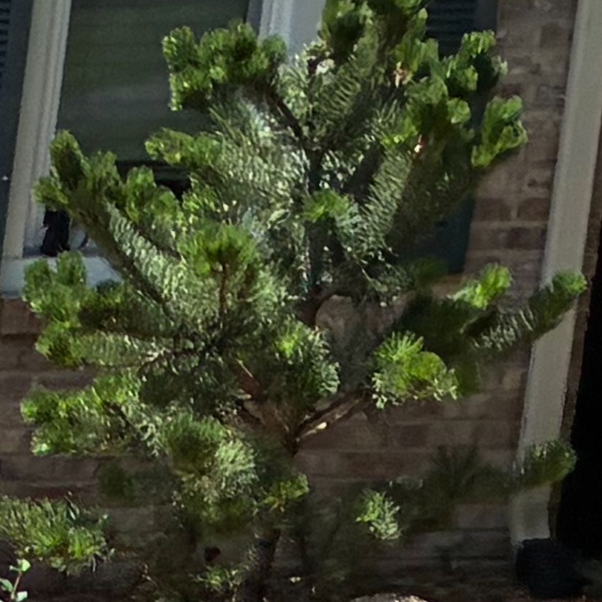 Photo of the plant species Austrian Pine Oregon Green by @TidyGuayule7 named Aria on Greg, the plant care app