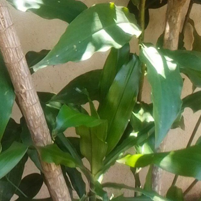 Photo of the plant species Scarlet Spiral-Ginger by @SolidGermaniris named Aria on Greg, the plant care app
