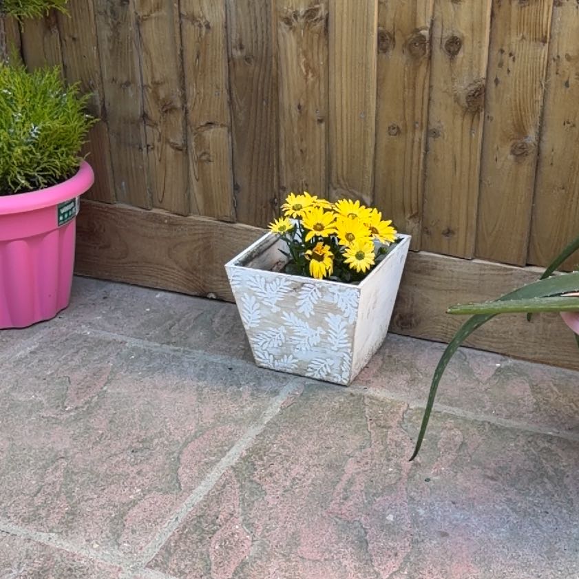 Photo of the plant species Smooth Oxeye by @VastRedrose94 named Gobi on Greg, the plant care app