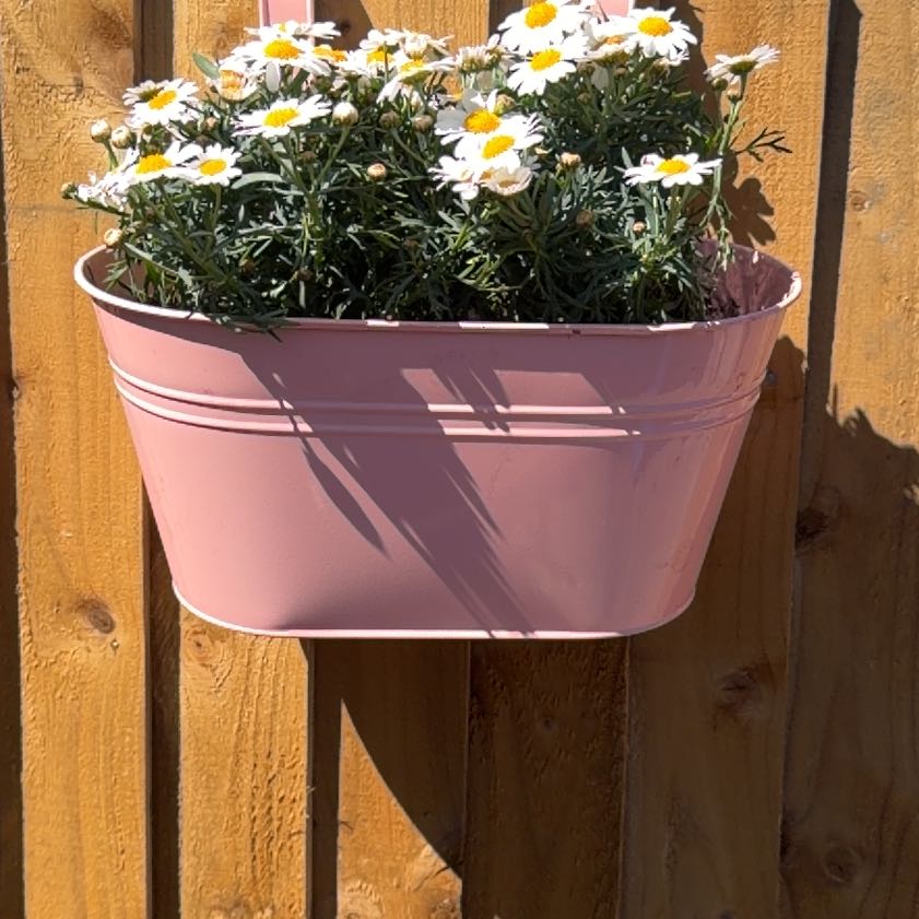 Photo of the plant species Marguerite Daisy by @VastRedrose94 named Demi on Greg, the plant care app
