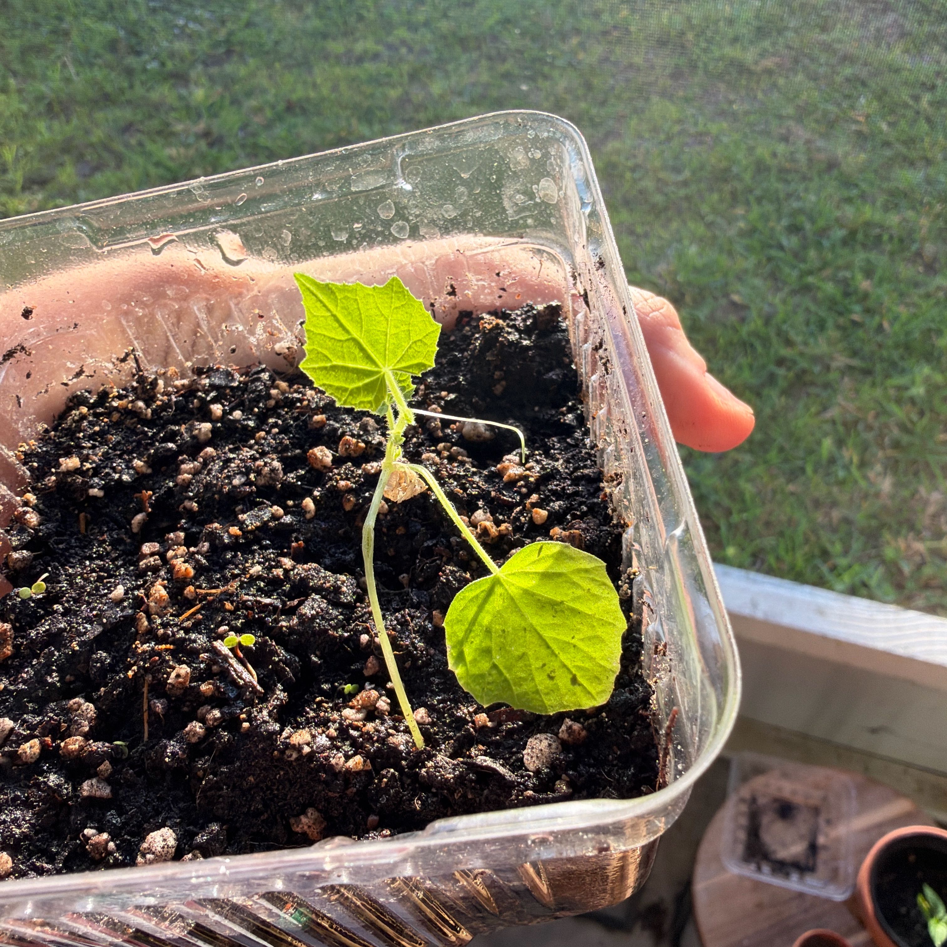Photo of the plant species Cucamelon by @DollThaibasil89 named Kesha on Greg, the plant care app