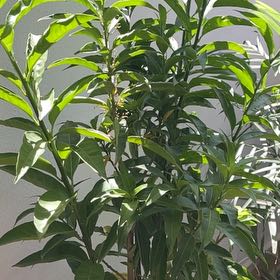 Photo of the plant species Golden Trumpet by @BoldMum40 named Marilyn on Greg, the plant care app