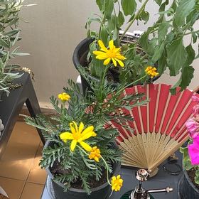 Photo of the plant species African Bush Daisy by @BoldMum40 named Peter Parker on Greg, the plant care app