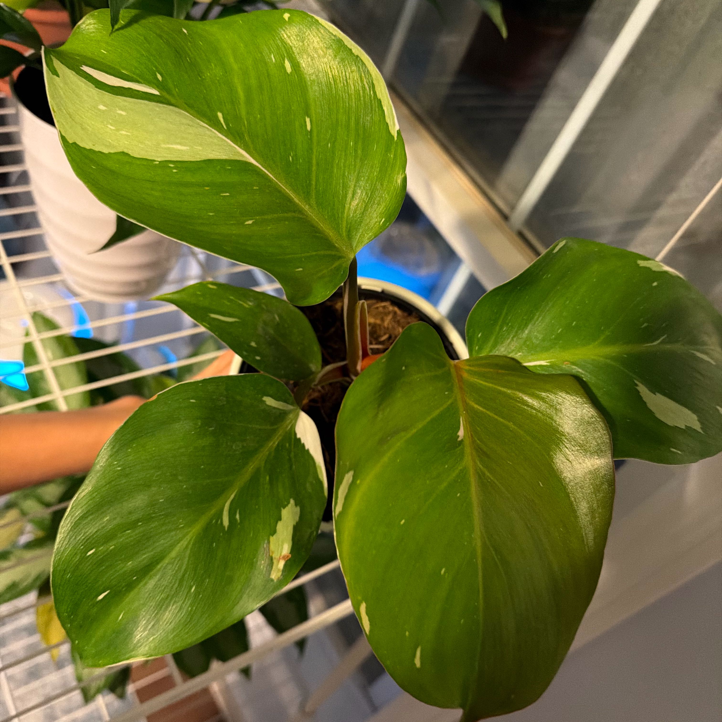 Photo of the plant species White Knight by @BigAgarito48 named Mando on Greg, the plant care app