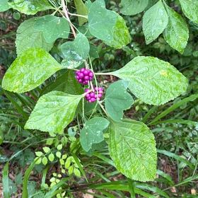 Photo of the plant species Beautyberry by @PoliteBetel65 named Naomi on Greg, the plant care app
