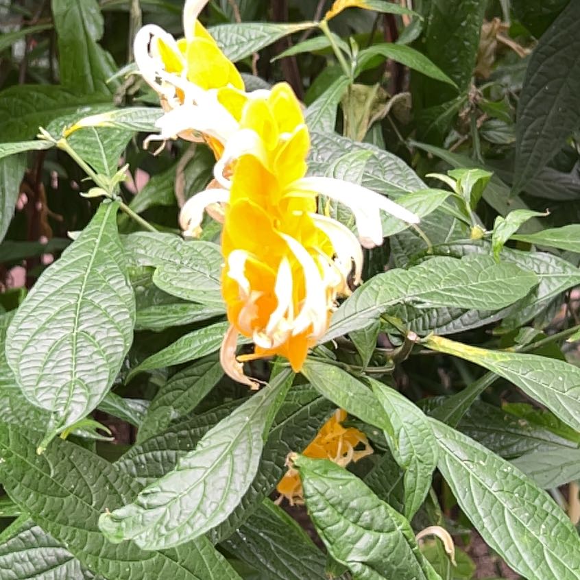 Photo of the plant species Lollipop Plant by @PoliteBetel65 named Girlfrond on Greg, the plant care app