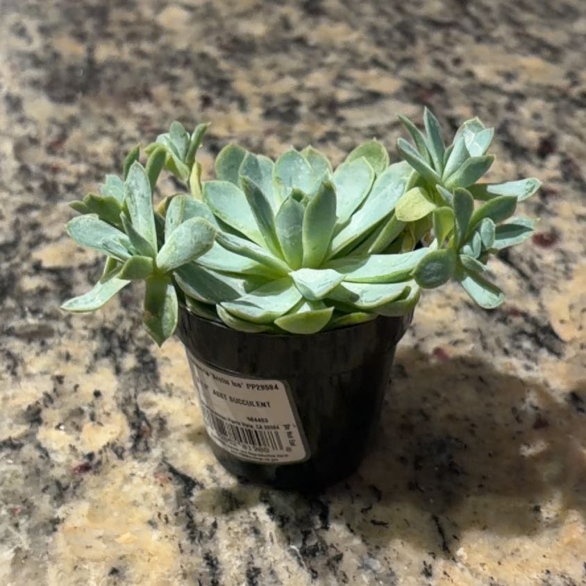 Photo of the plant species Succulent by @BetterEmoryoak named McKinley on Greg, the plant care app