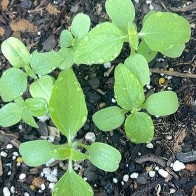 Photo of the plant species Mexican Sunflower by @AdmiredChisme50 named Delilah on Greg, the plant care app