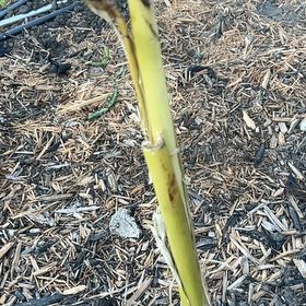 Photo of the plant species Japanese Banana by @AdmiredChisme50 named Mochi on Greg, the plant care app