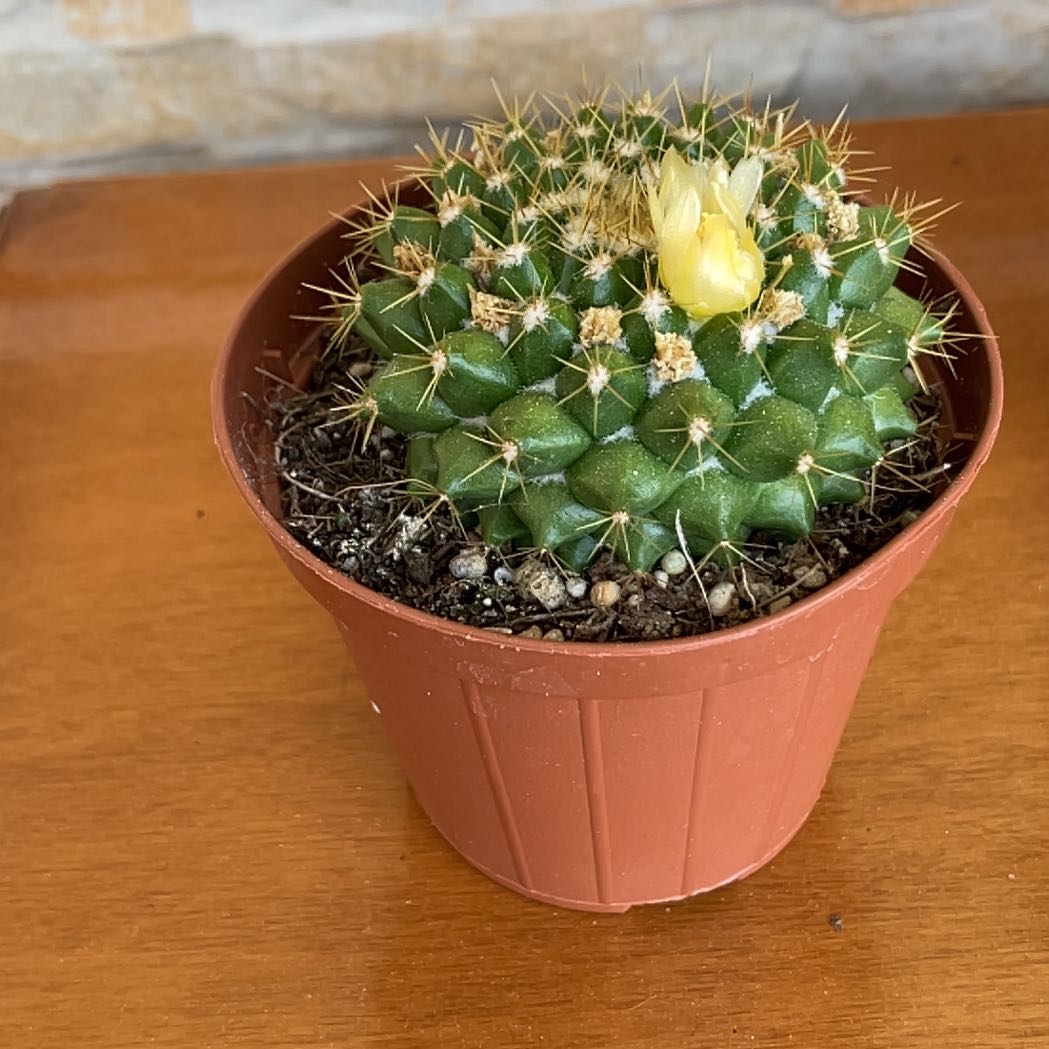 Photo of the plant species Mammilaria marksiana by @UnspoiltFord18 named Ilaria Marx on Greg, the plant care app