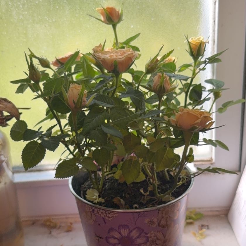 Photo of the plant species Rose by @ZingyTule44 named Scarlett on Greg, the plant care app