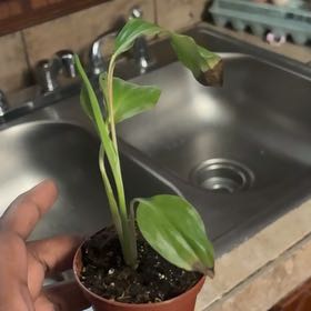 Photo of the plant species Little White Soldiers by @EarthyMorombe47 named Mando on Greg, the plant care app