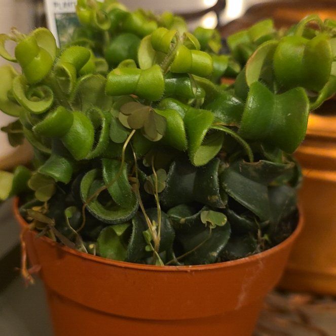 Photo of the plant species Curly Lipstick Plant by @GrownPuriri76 named Aristotle on Greg, the plant care app