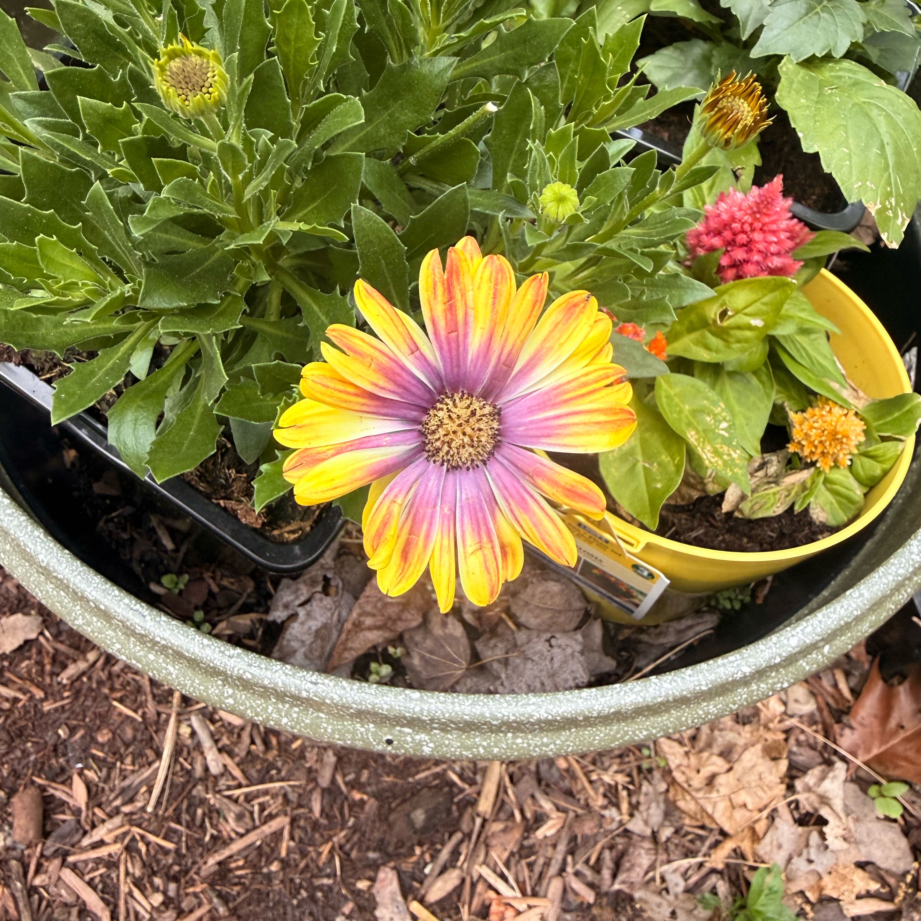 Photo of the plant species African Daisy by @KnightRedvein88 named Baesil on Greg, the plant care app